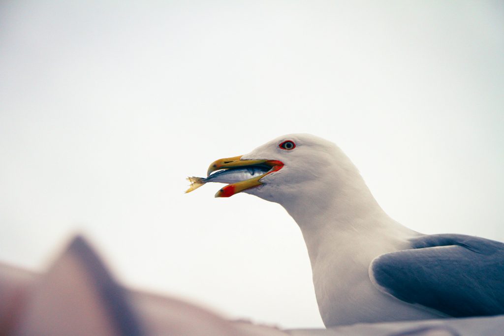 Aceste păsări par să mănânce aproape orice. sursa foto pexels.com