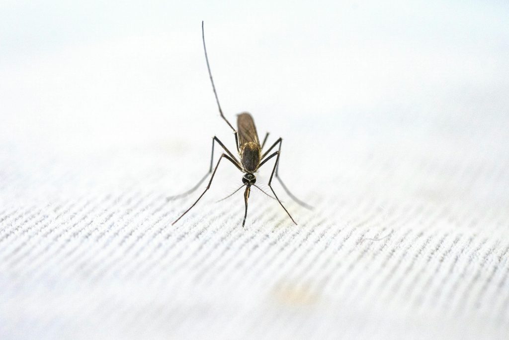 Corpul uman nu tolerează saliva de țânțar. sursa foto pexels.com