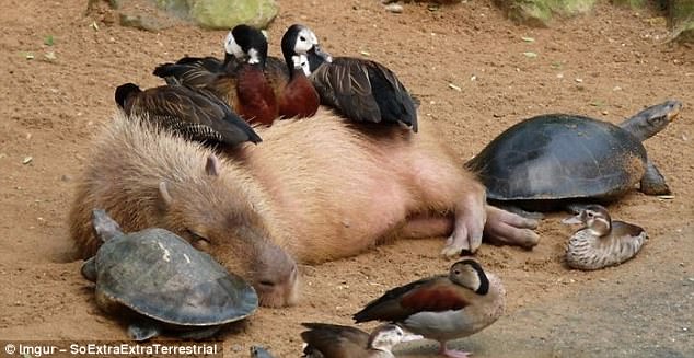Cel mai prietenos animal de pe Terra: capibara. sursa foto Imgur