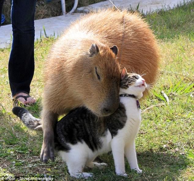 Ce prădători are capibara? sursa foto Imgur