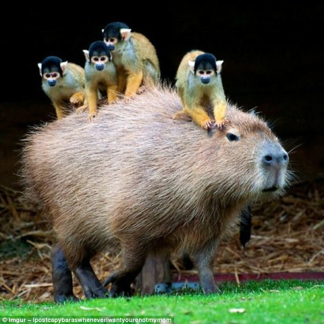 Curiozități despre capibara. sursa foto Imgur