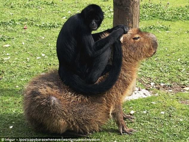 Capibara, vânată de prădători periculoși. sursa foto Imgur