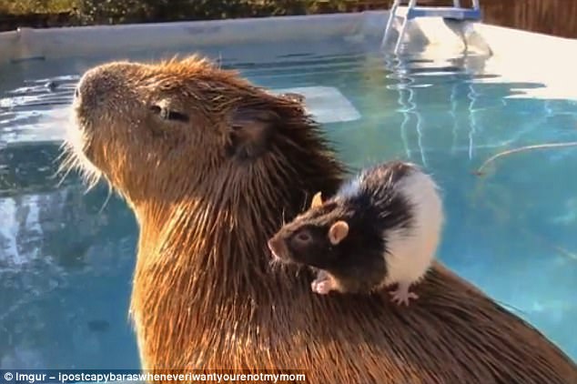 Capibara paște sau mănâncă fructe sau scoarță. sursa foto Imgur