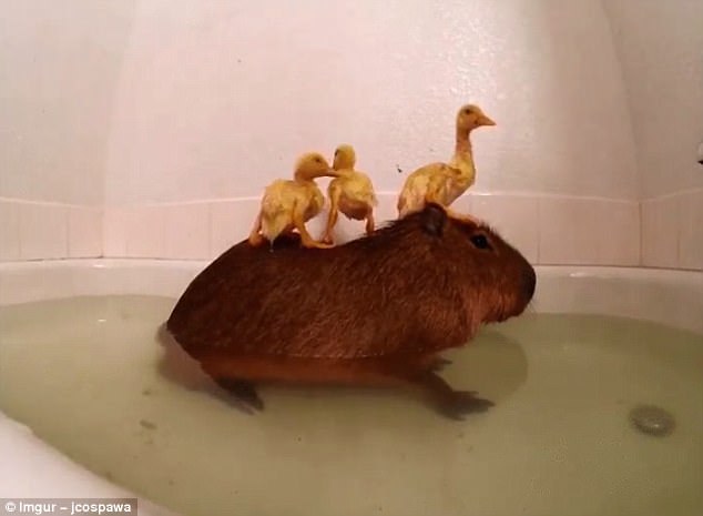 Cum se adaptează capibara la mediu. sursa foto Imgur