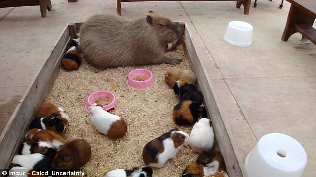 Cum se împerechează capibara. sursa foto Imgur