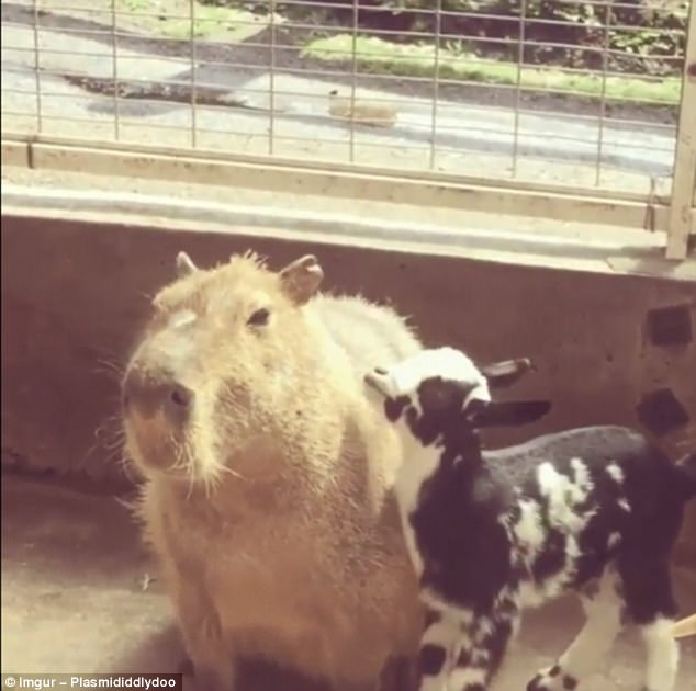 Capibara este foarte prietenos și cu oamenii. sursa foto Imgur