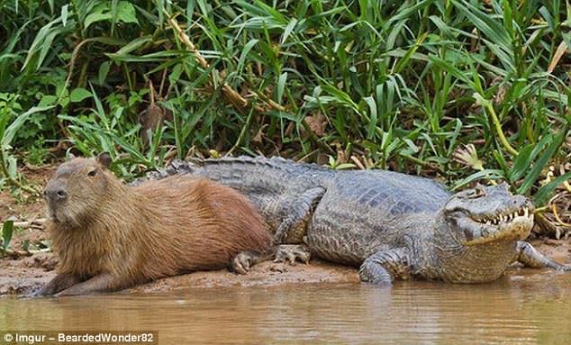Cum arată un capibara. sursa foto Imgur