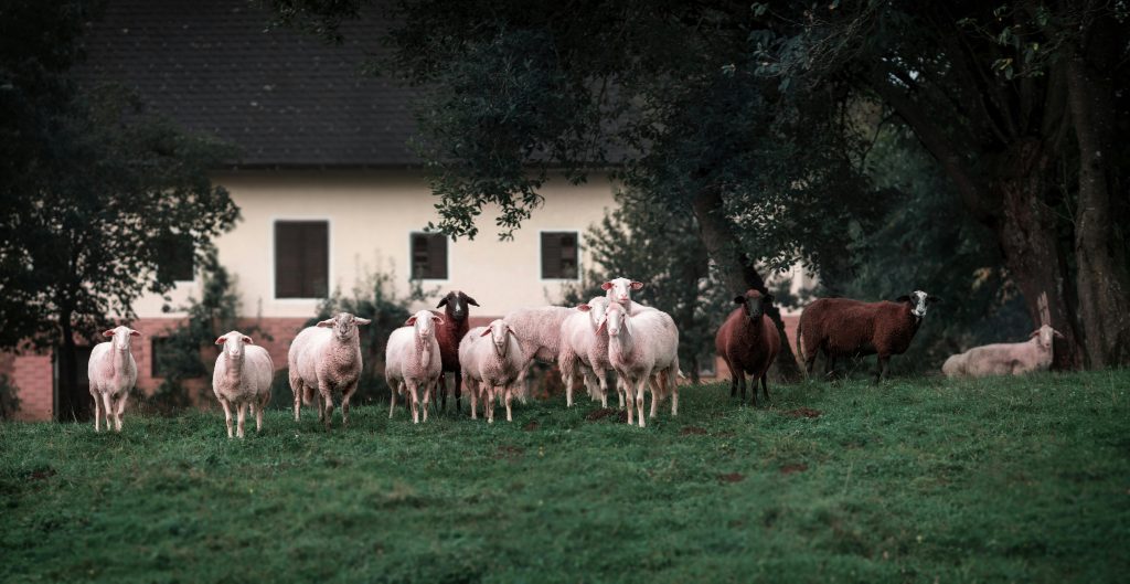 Oferă apă din belșug tuturor animalelor de pe bătătură. sursa foto pexels.com