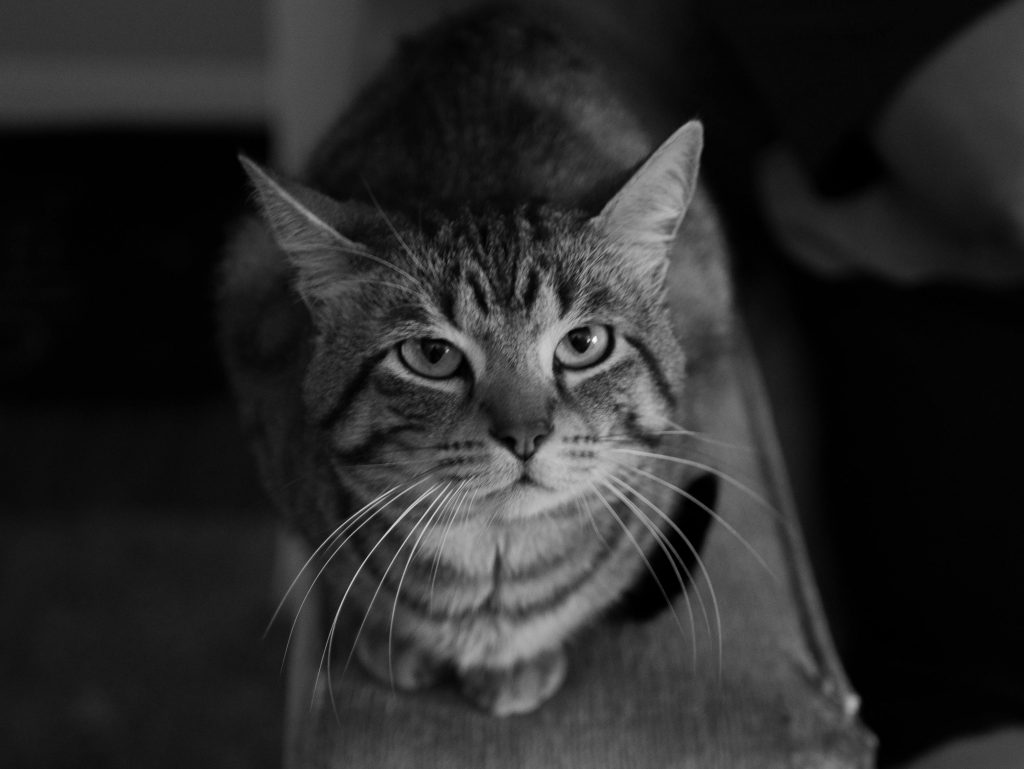 Nu te juca împreună cu pisica în miezul zilei. sursa foto pexels.com