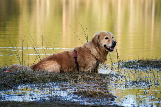 Cum îți răcorești animalele de companie în zile caniculare? Noi avem soluția!