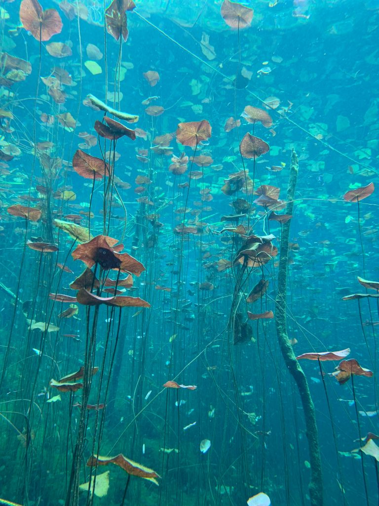 Cercetătorii încep să descopere mecanismele prin care plantele din zonele umede supraviețuiesc. sursa foto pexels.com