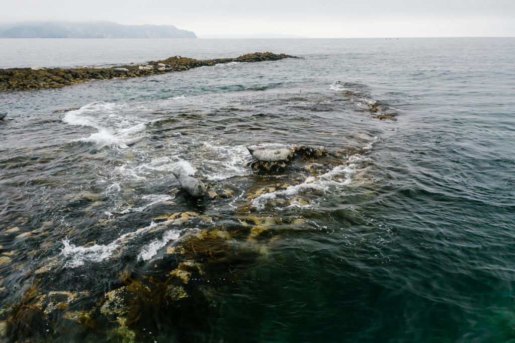 Cum a decurs experimentul pe foci. sursa foto pexels.com