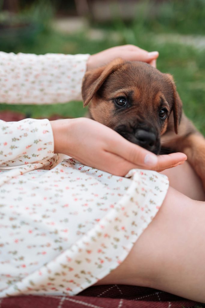 Învață-ți câinele să se lase mângăiat cu ajutorul gustărilor. sursa foto pexels.com