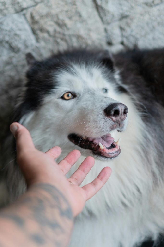 Străinii bine intenționați sau musafirii sunt tentați să-ți mângâie câinele pe cap. sursa foto pexels.com