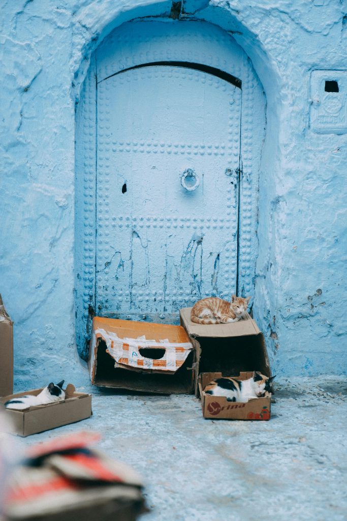 Cercetătorii au descoperit că pisicile dorm mai mult pe partea stângă. sursa foto pexels.com