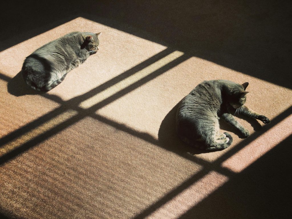 De ce preferă pisicile dormitul pe partea stângă. sursa foto pexels.com