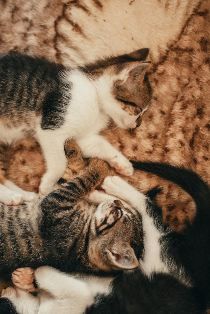 O altă posibilă explicație este „lăbuța dominantă” – preferința de a folosi o labă mai mult decât cealaltă. sursa foto pexels.com