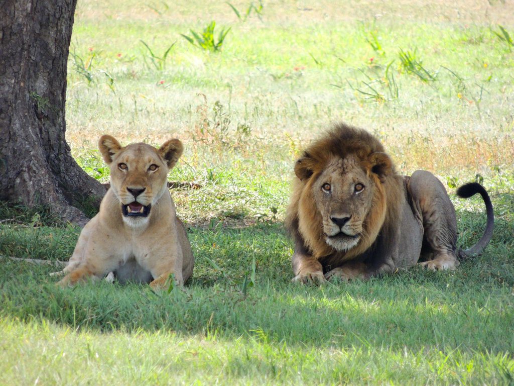 Sunt cazuri în Africa în care leii au mâncat mai mulți oameni. sursa foto pexels.com