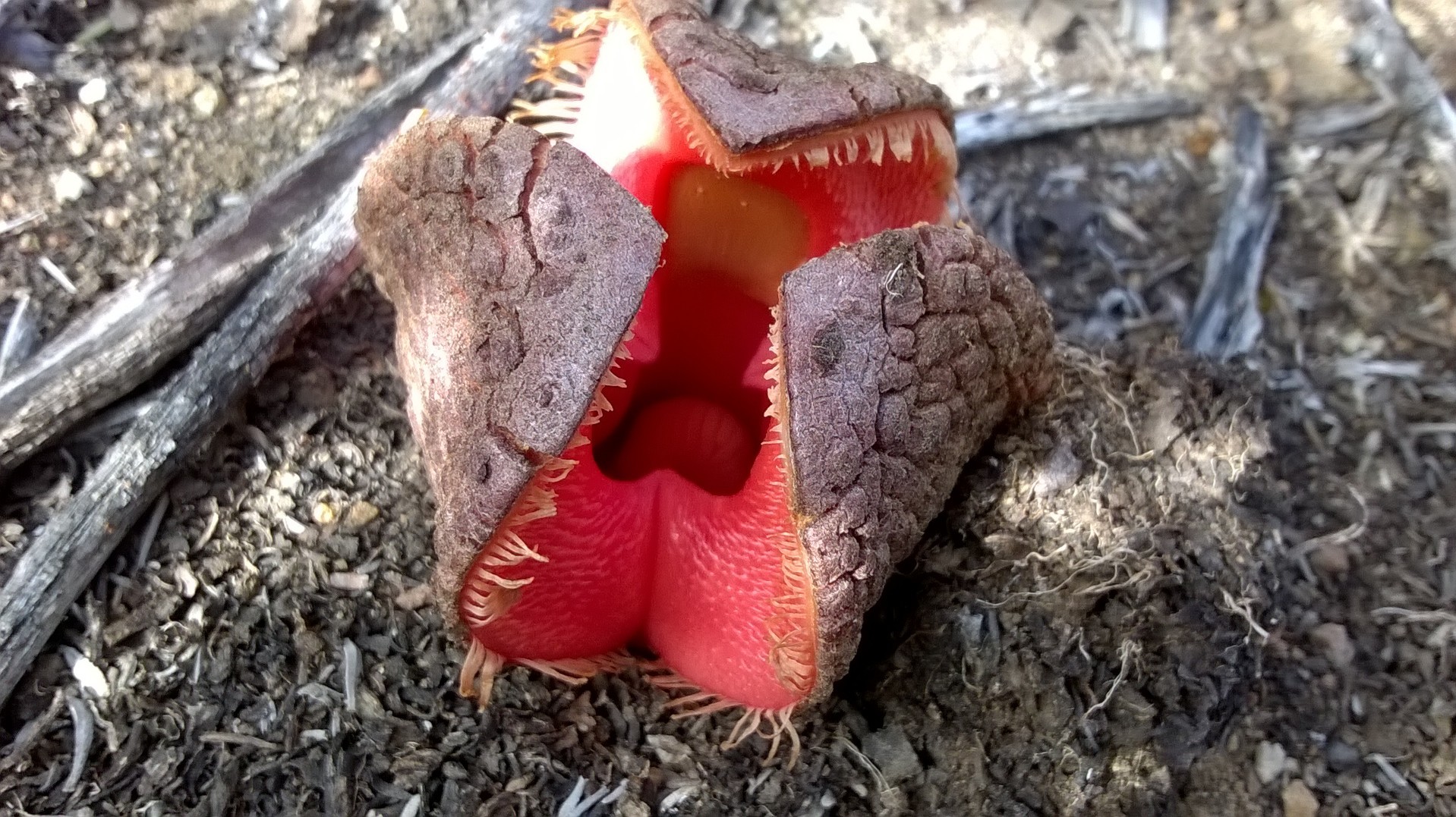 Hydnora africana ce este, când înflorește și cum supraviețuiește sub pământ fără rădăcini. sursa foto inaturalist.org