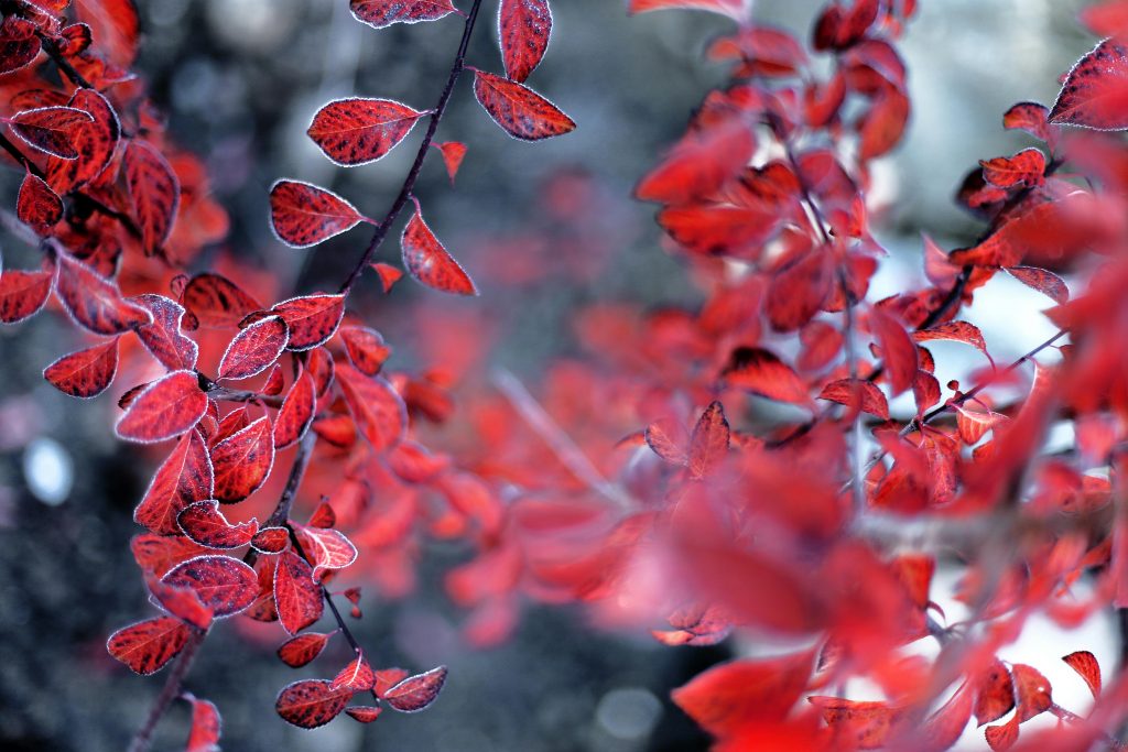 Cercetătorii vor să facă mai multe teste pe plante, iarna. sursa foto pexels.com