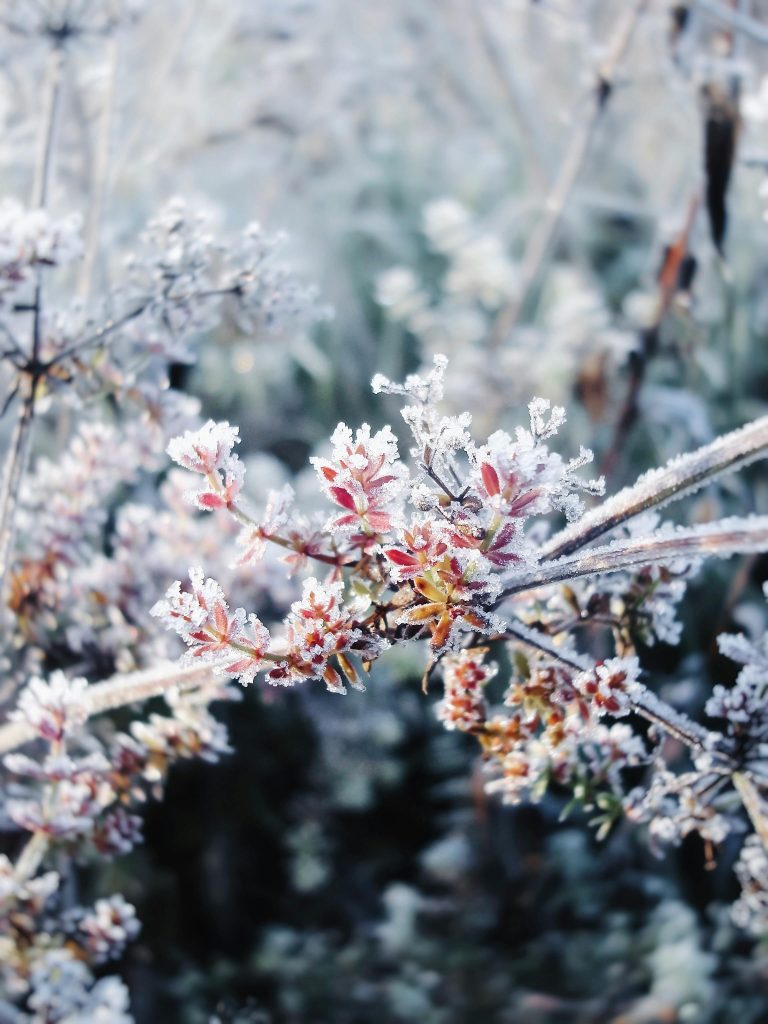 Iernile calde modifică plantele. sursa foto pexles.com
