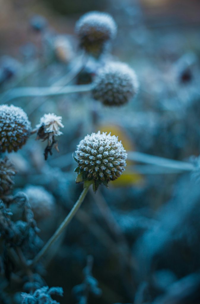 Plantele trăiesc și iarna, nu doar vara. sursa foto pexels.com