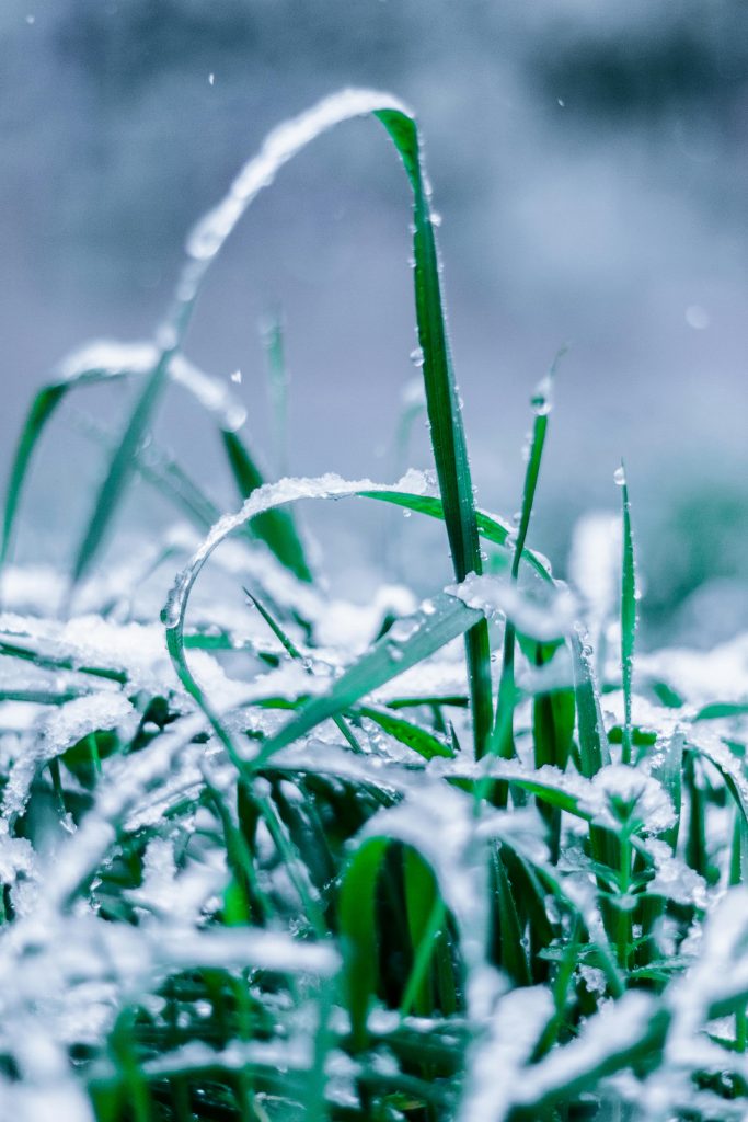 Plantele suferă schimbări pe termen lung. sursa foto pexels.com