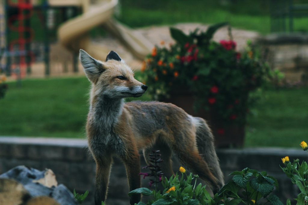 Resturile de mâncare atrag vulpile. sursa foto pexels.com