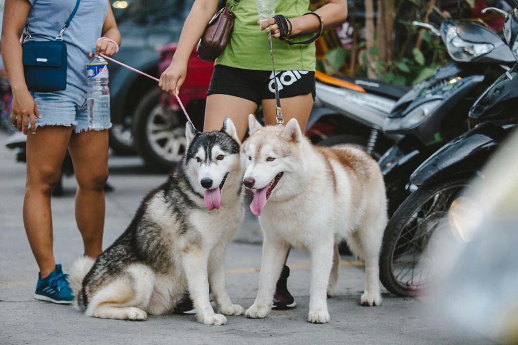 Iranul a invocat ordinea publică, siguranța și sănătatea. sursa foto pexels 