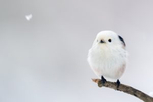 10 lucruri spectaculoase despre „Japanese snow fairy” – cea mai adorabilă pasăre din lume