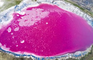 Lacul roz din mijlocul unui deșert din China, apariție spectaculoasă an de an