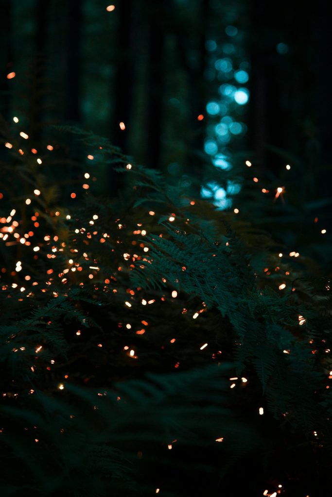 Licuricii au ajuns să trăiască din ce în ce mai greu. sursa foto pexels.com