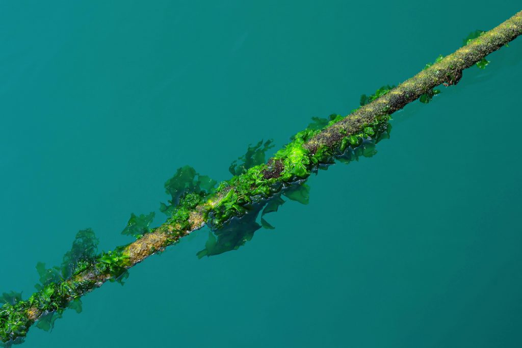 Lucrarea recentă susține existența oceanelor verzi în eonul Arhean. sursa foto pexels.com