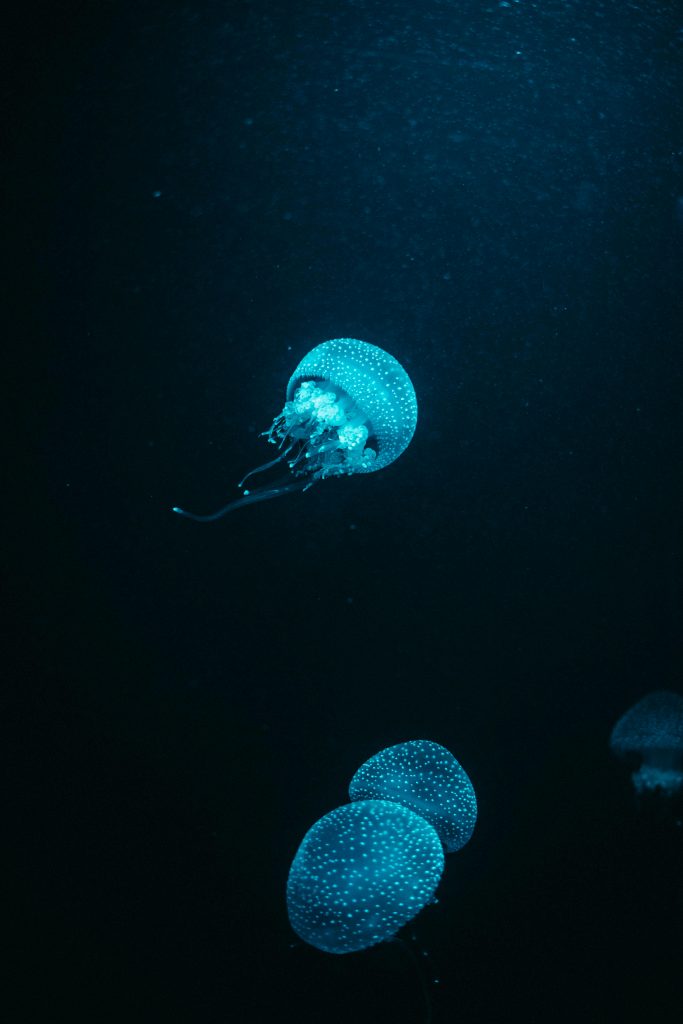 Cum afectează viața marină această întunecare a oceanelor. sursa foto pexels.com