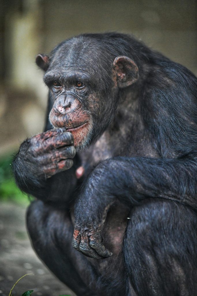 Cimpanzeii sunt aproape la fel ca oamenii. sursa foto pexels.com