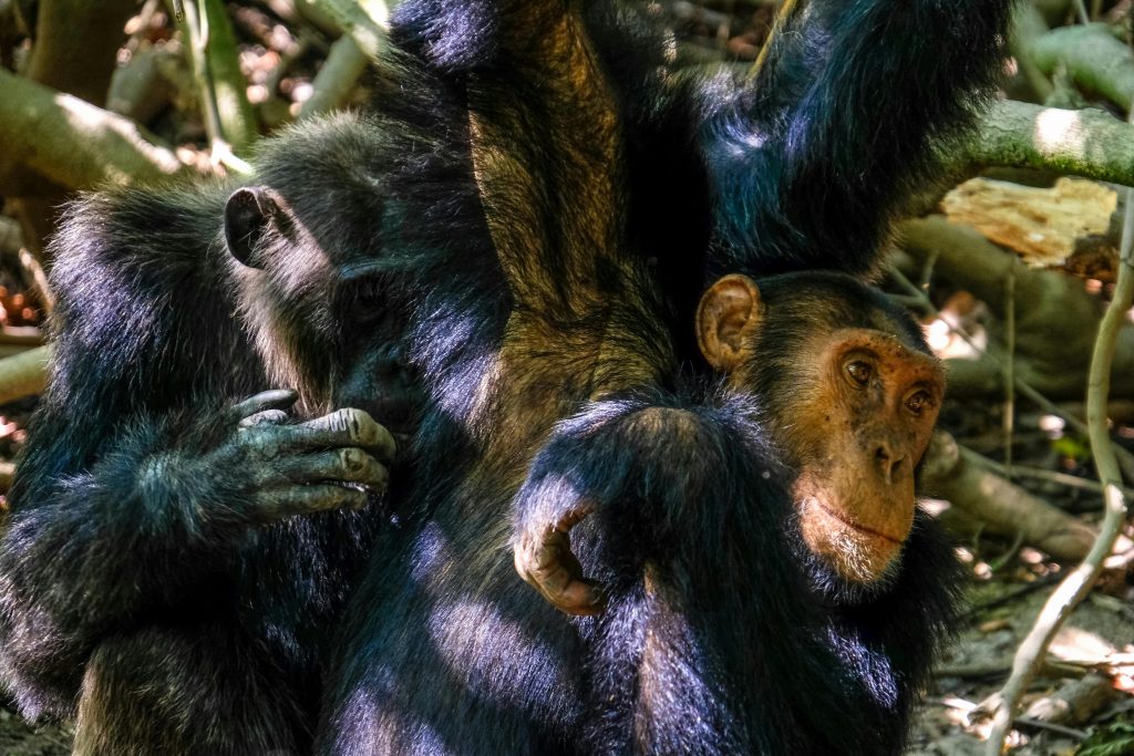 Avem mai multe în comun cu cimpanzeii decât credeam. sursa foto pexels.com