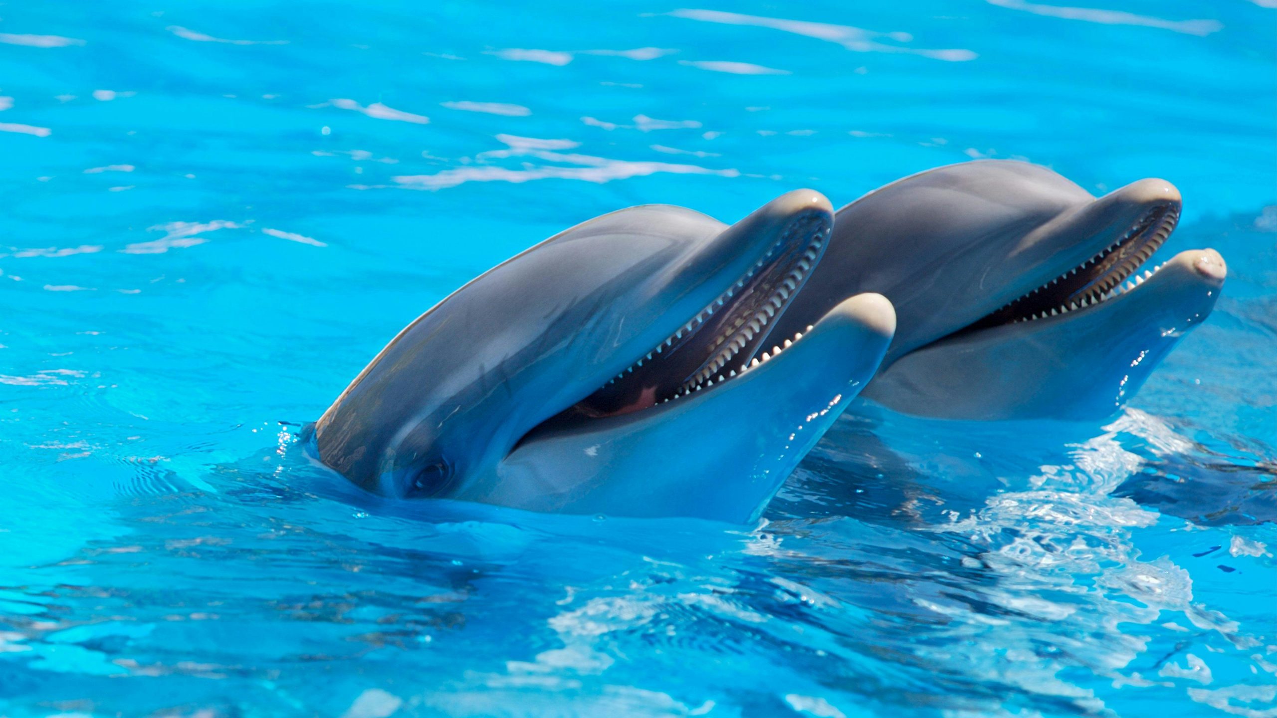 Puii de delfin nenăscuți au metale toxice în sânge. Este o dovadă tulburătoare a poluării oceanelor