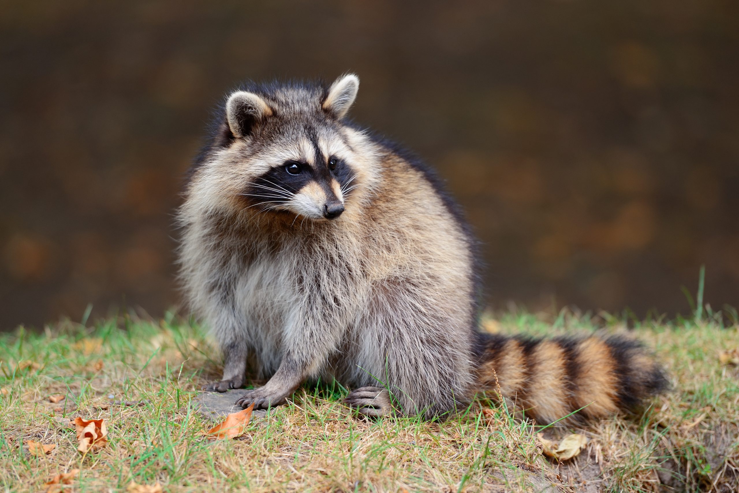 Ratonii, printre speciile invazive din UK. sursa foto freepik.com