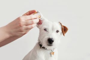 Semnele unei infecții la ureche la câine: cum recunoști problema și ce e de făcut
