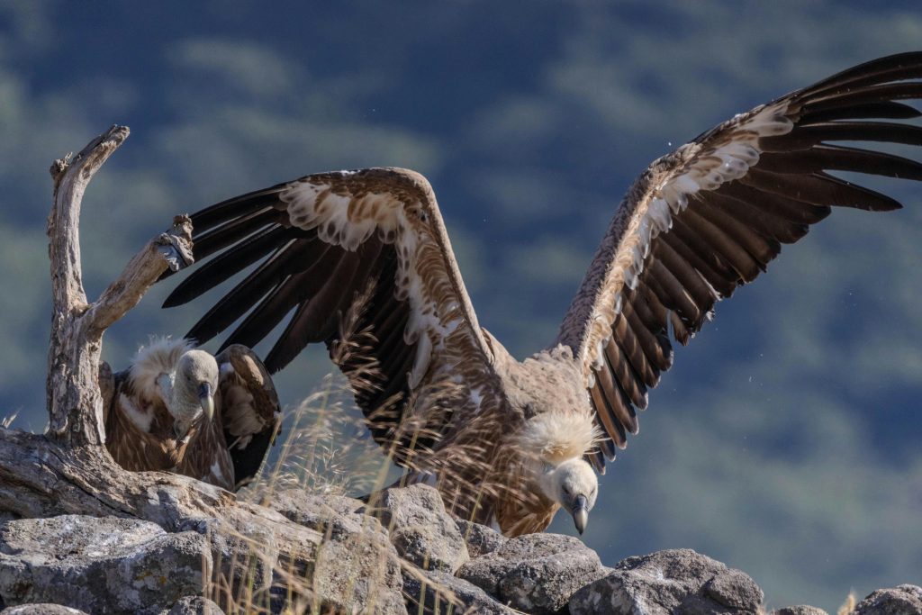 Dispariția speciilor mari ar lăsa goluri ecologice extrem de periculoase. sursa foto pexels.com
