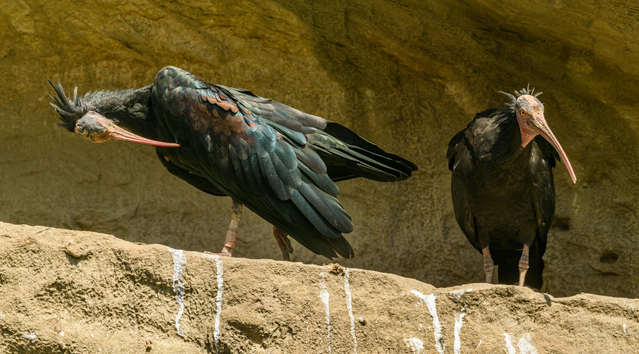 Sute de specii de păsări ar putea dispărea în următorul secol. sursa foto pexels.com
