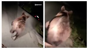 Scene de-a dreptul revoltătoare în Cluj. Un pui de urs a fost fugărit cu mașina de un șofer / VIDEO