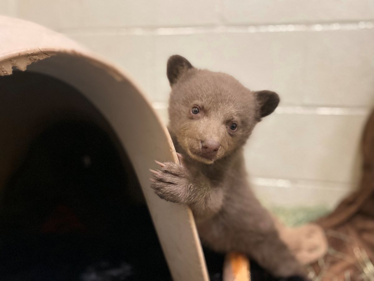 Un pui de urs orfan găsește alinare într-un ursuleț de pluș. sursa foto San Diego Humane Society