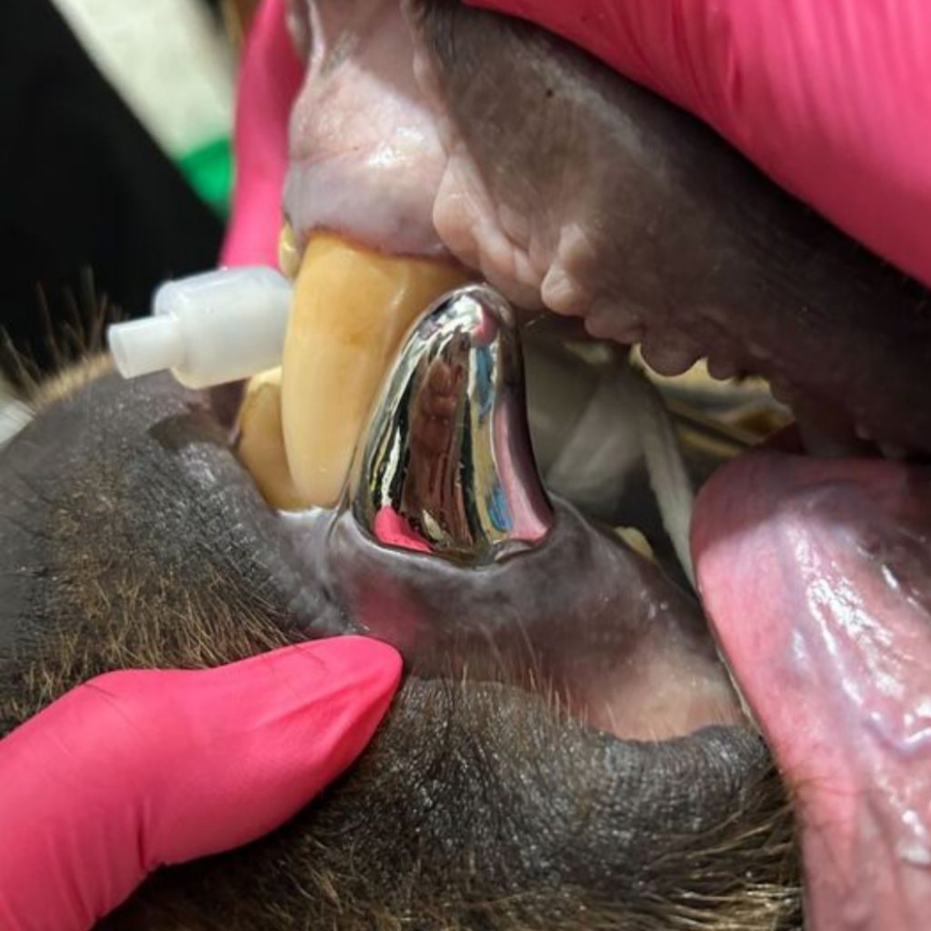 Este primul implant de acest fel realizat la un animal. sursa foto Lake Superior Zoo 