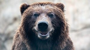 Urs brun, la dentist! Animalul sălbatic din Alaska a primit un „zâmbet” nou VIDEO