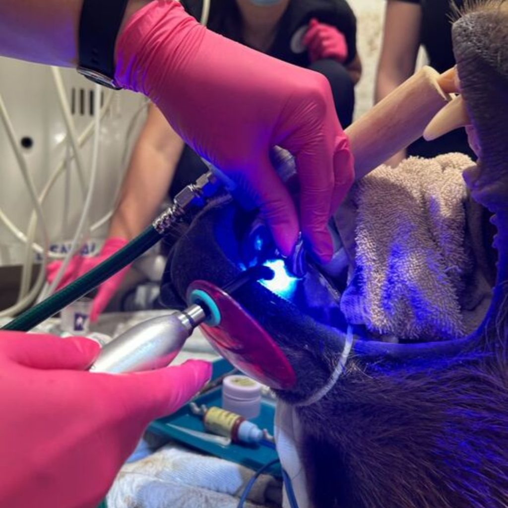 Implantul realizat ursului brun va fi studiu de caz pentru toți veterinarii. sursa foto Lake Superior Zoo