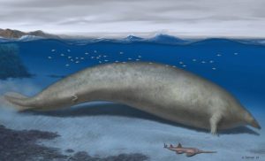 S-a descoperit o nouă specie de balenă gigantică. Cântărea până la 340 de tone! A trăit în urmă cu milioane de ani