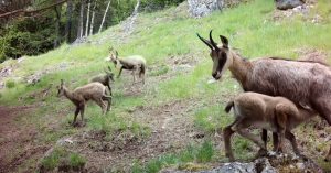Magia naturii: o capră neagră și puii ei adorabili surprinși într-un moment rar