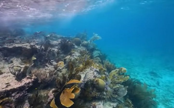 Creatura marină care-și devorează partenerul după împerechere