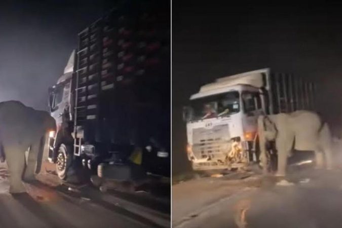Imagini sfâșietoare: o mamă-elefant încearcă să-și salveze puiul lovit mortal de un camion